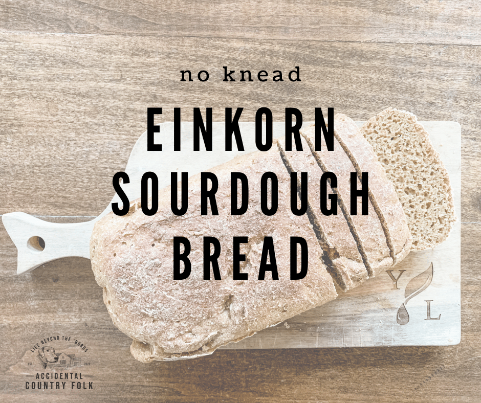 No Knead Einkorn Sourdough Bread